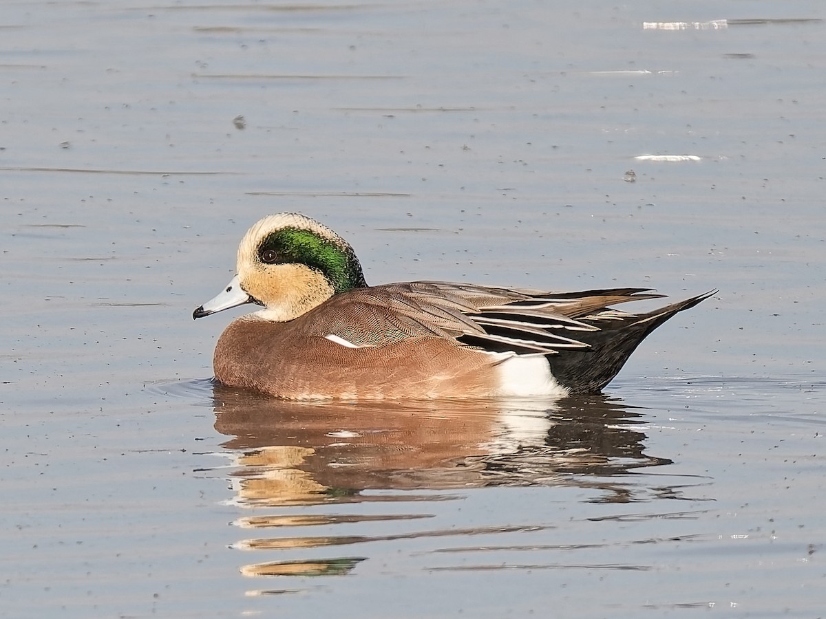 American Wigeon - ML645269549