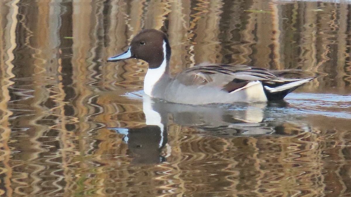 Шовтгор алаг нугас - ML645269552