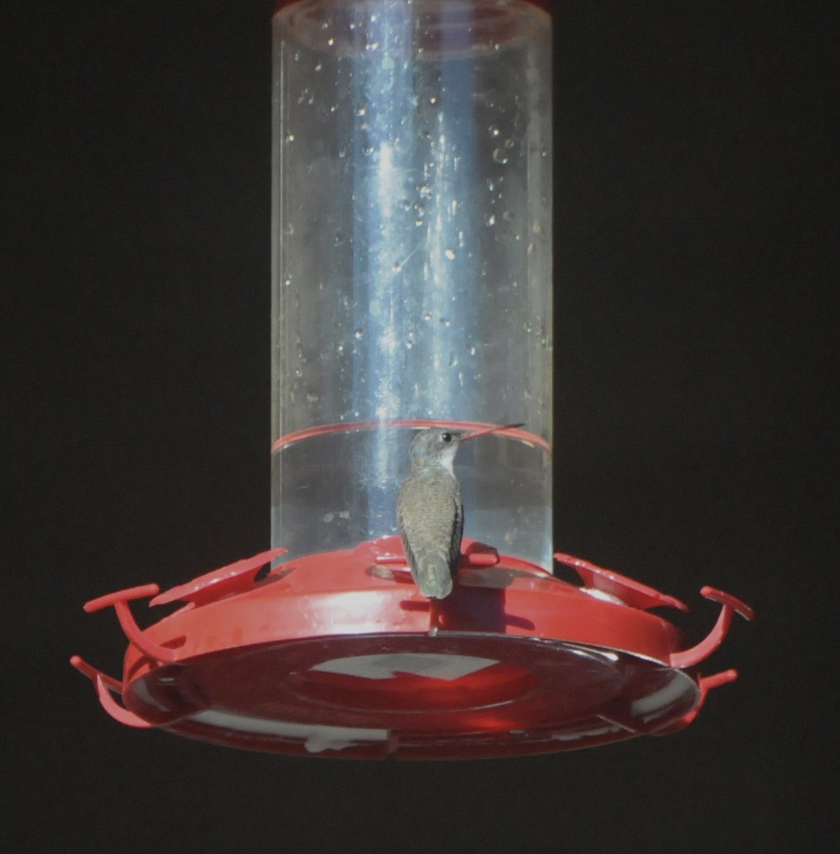 Violet-crowned Hummingbird - ML645269568