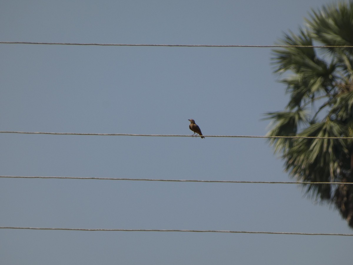 skřivan rehkovitý - ML645269571