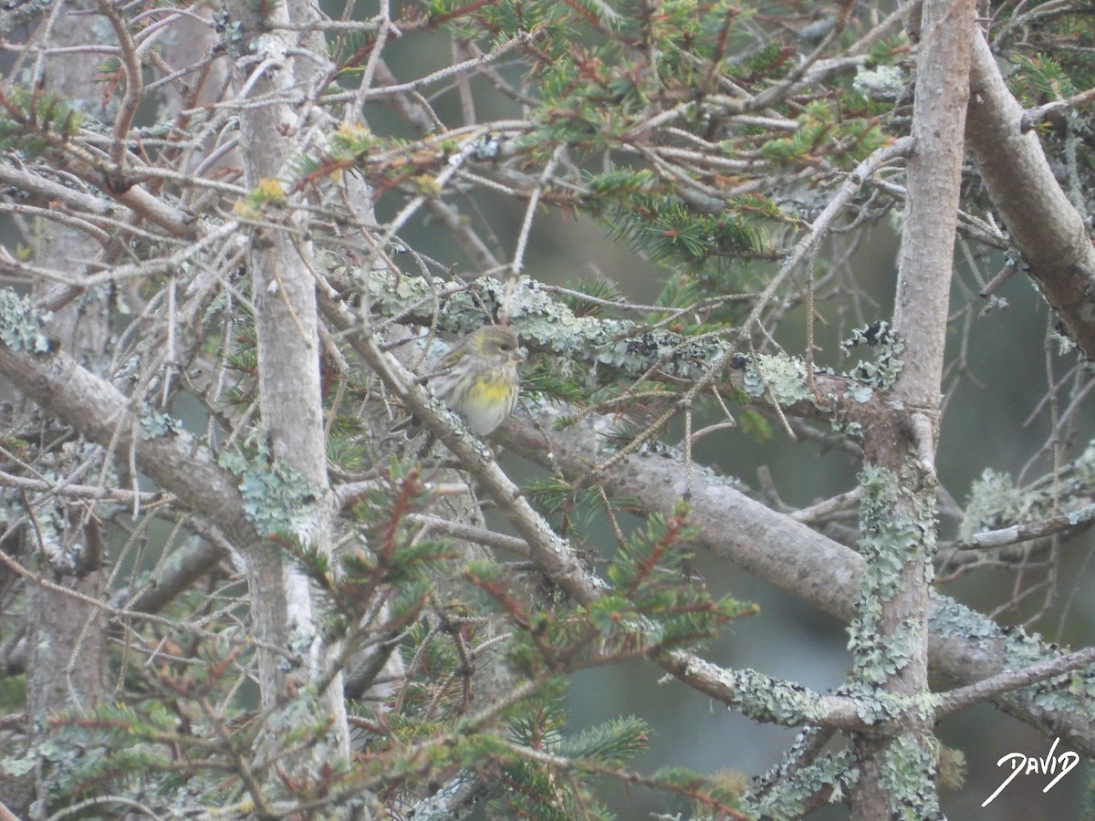 בזבוז אירופי - ML645269576