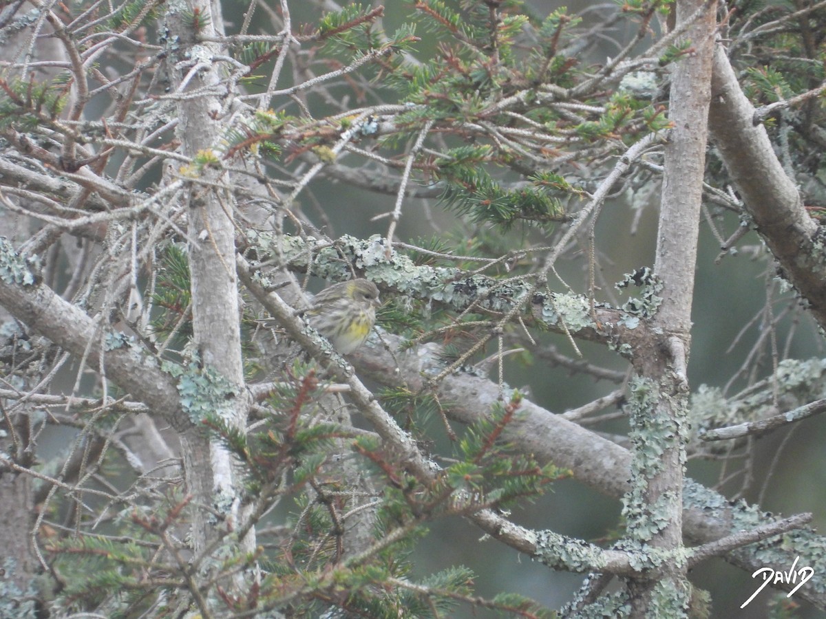 בזבוז אירופי - ML645269577