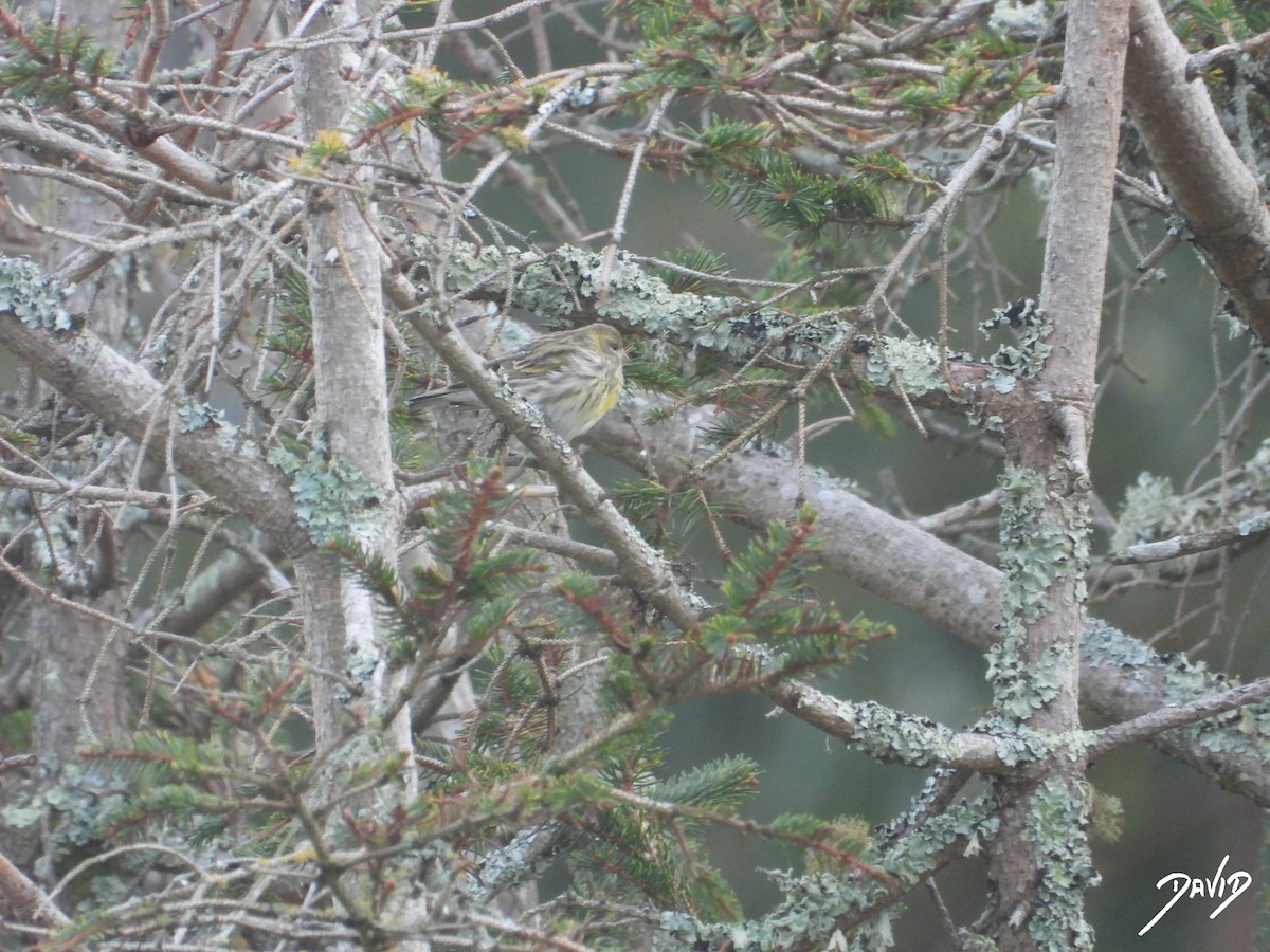 בזבוז אירופי - ML645269578