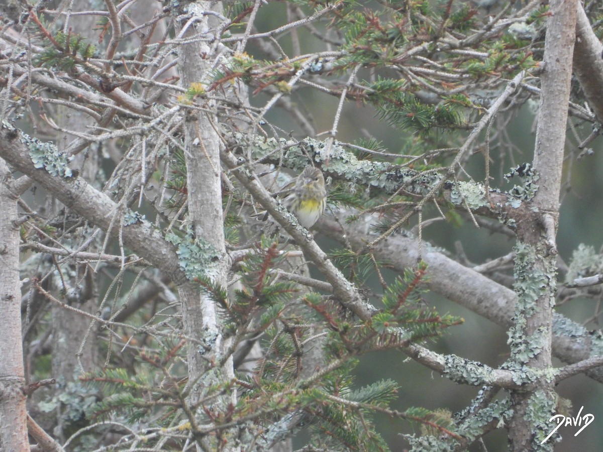 בזבוז אירופי - ML645269579