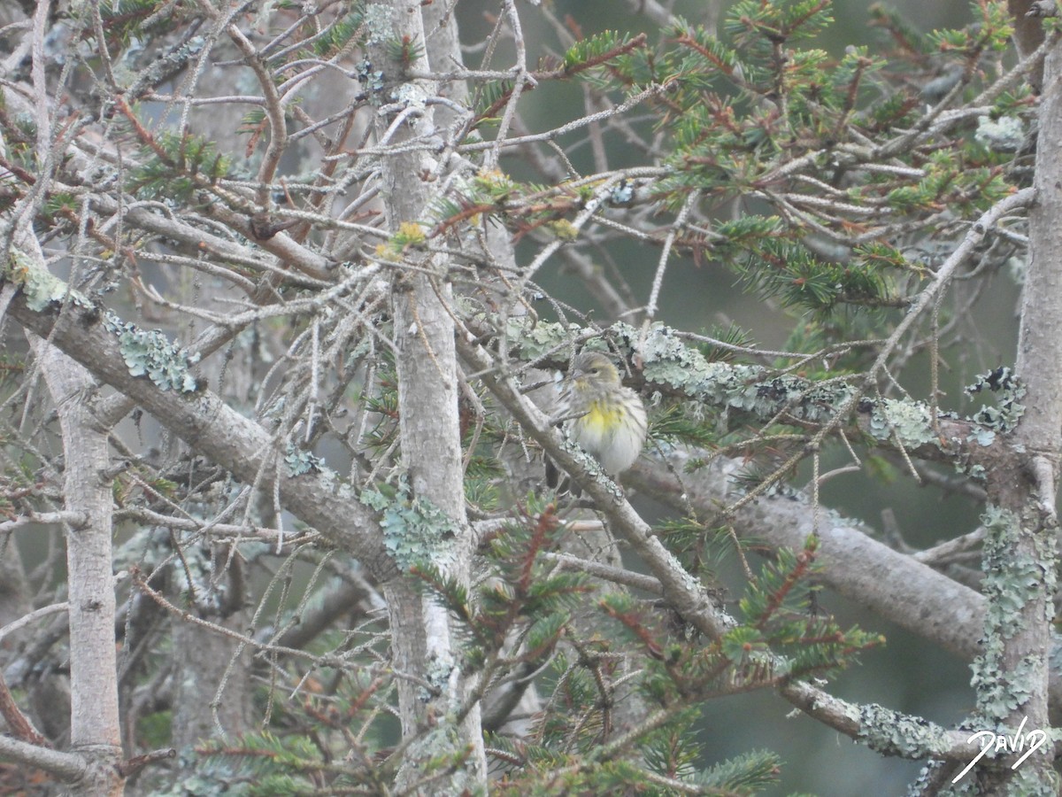 בזבוז אירופי - ML645269580