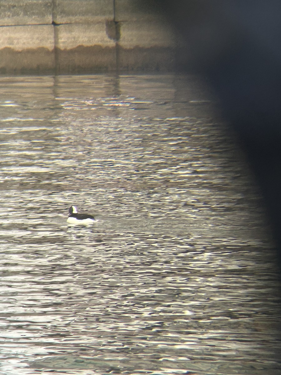 Bufflehead - ML645269582