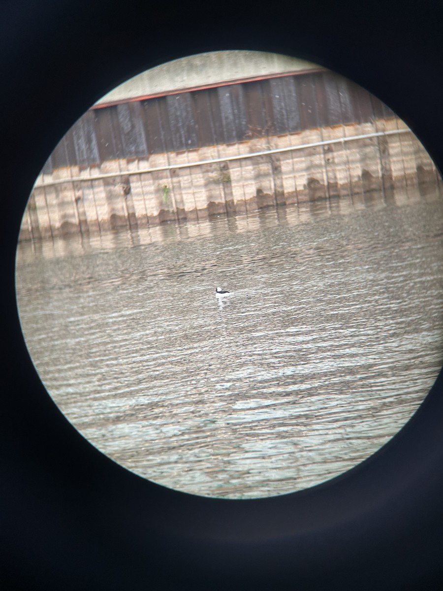 Bufflehead - ML645269583