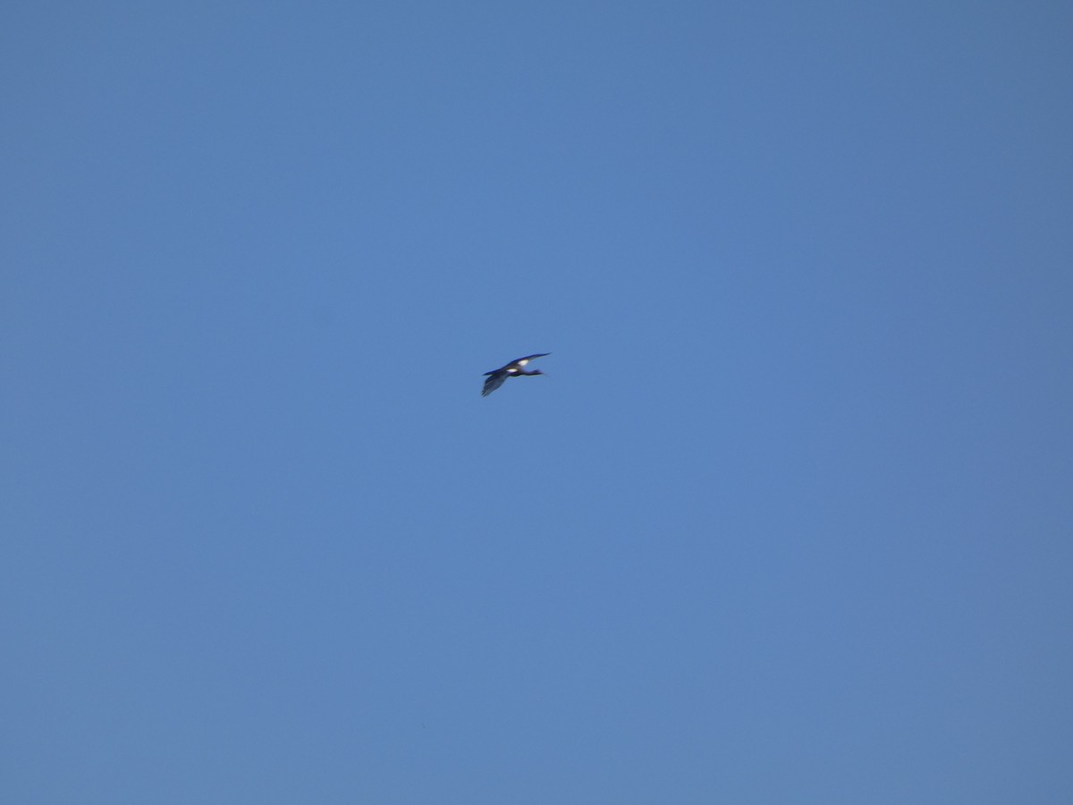 ibis bradavičnatý - ML645269584