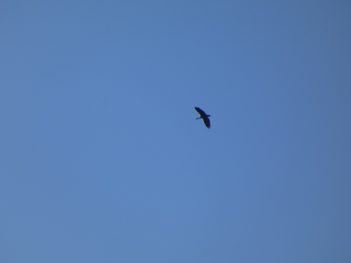 ibis bradavičnatý - ML645269585