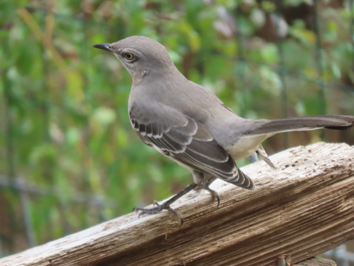 Northern Mockingbird - ML645269594