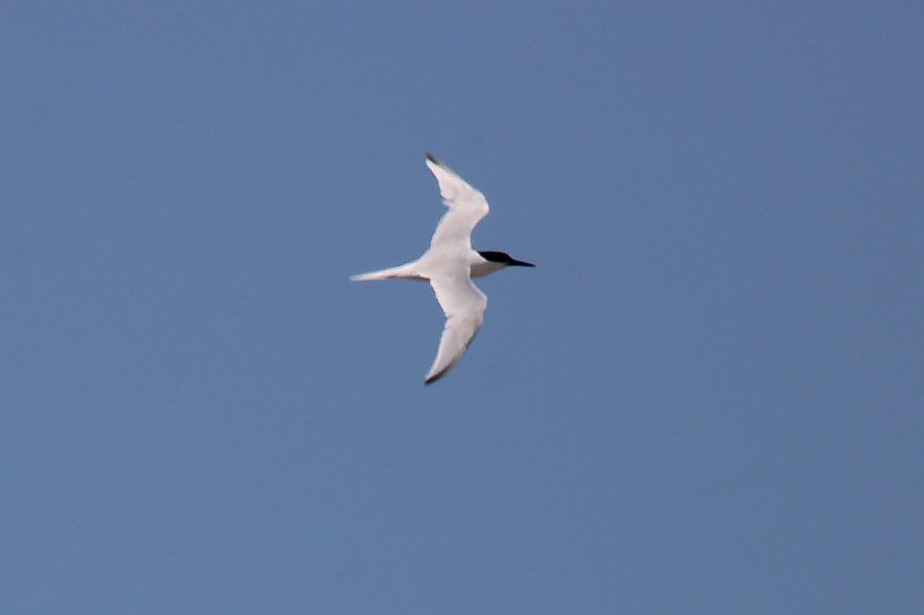 Sandwich Tern - ML645269615