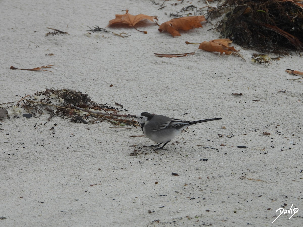 konipas bílý - ML645269617