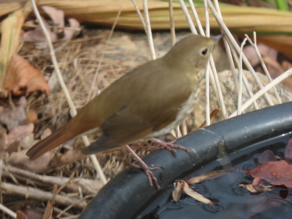 Hermit Thrush - ML645269628