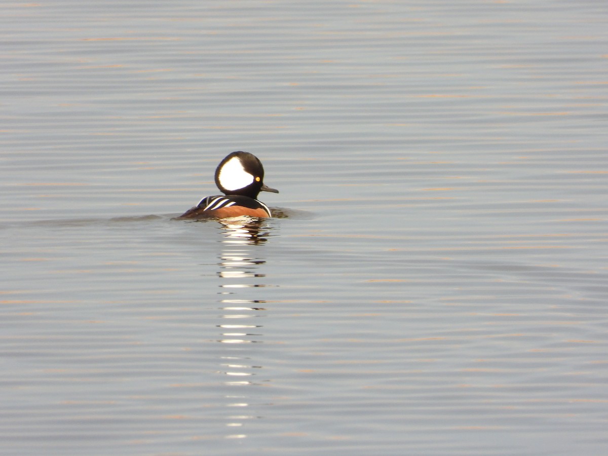 Hooded Merganser - ML645269634