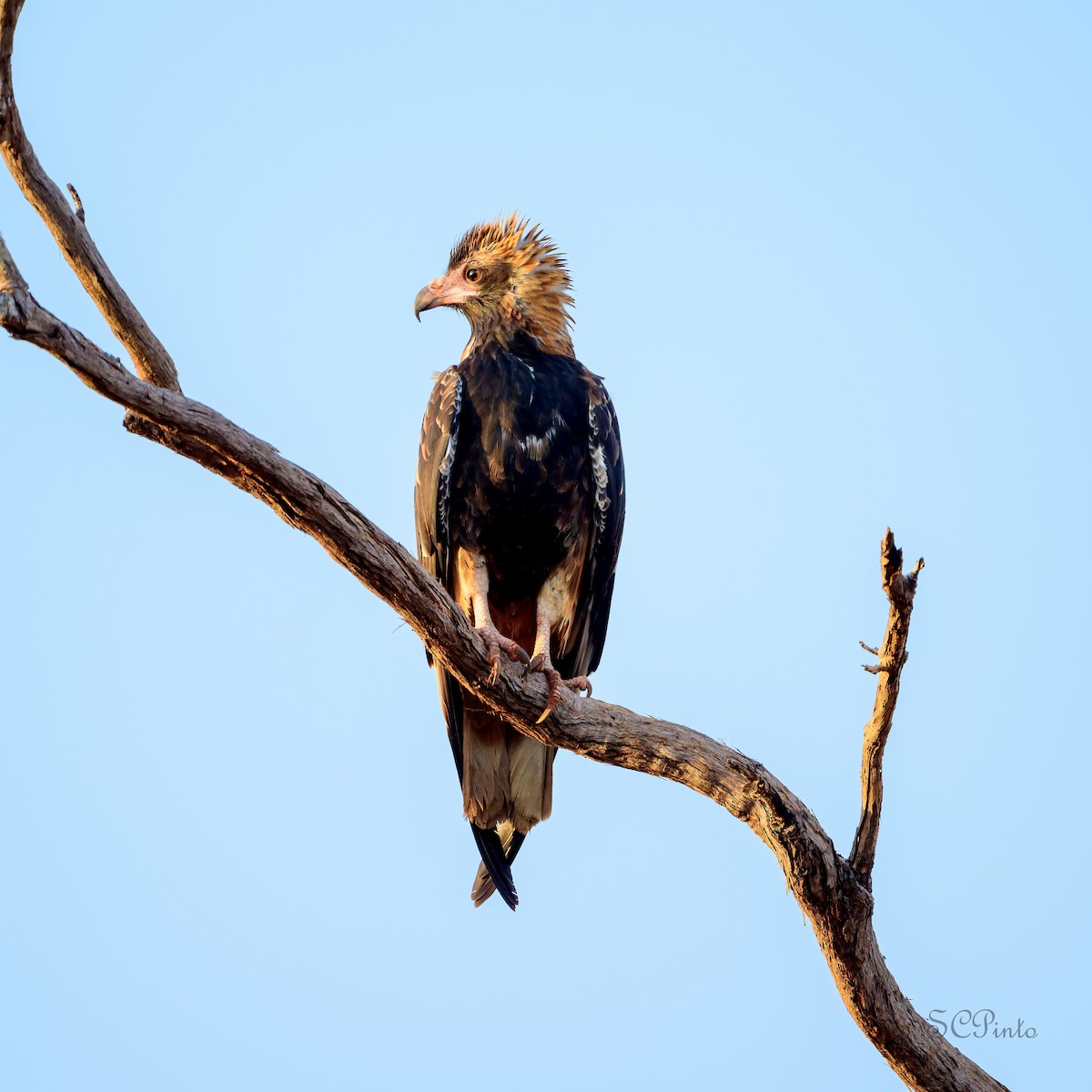 Black-breasted Kite - ML645269644