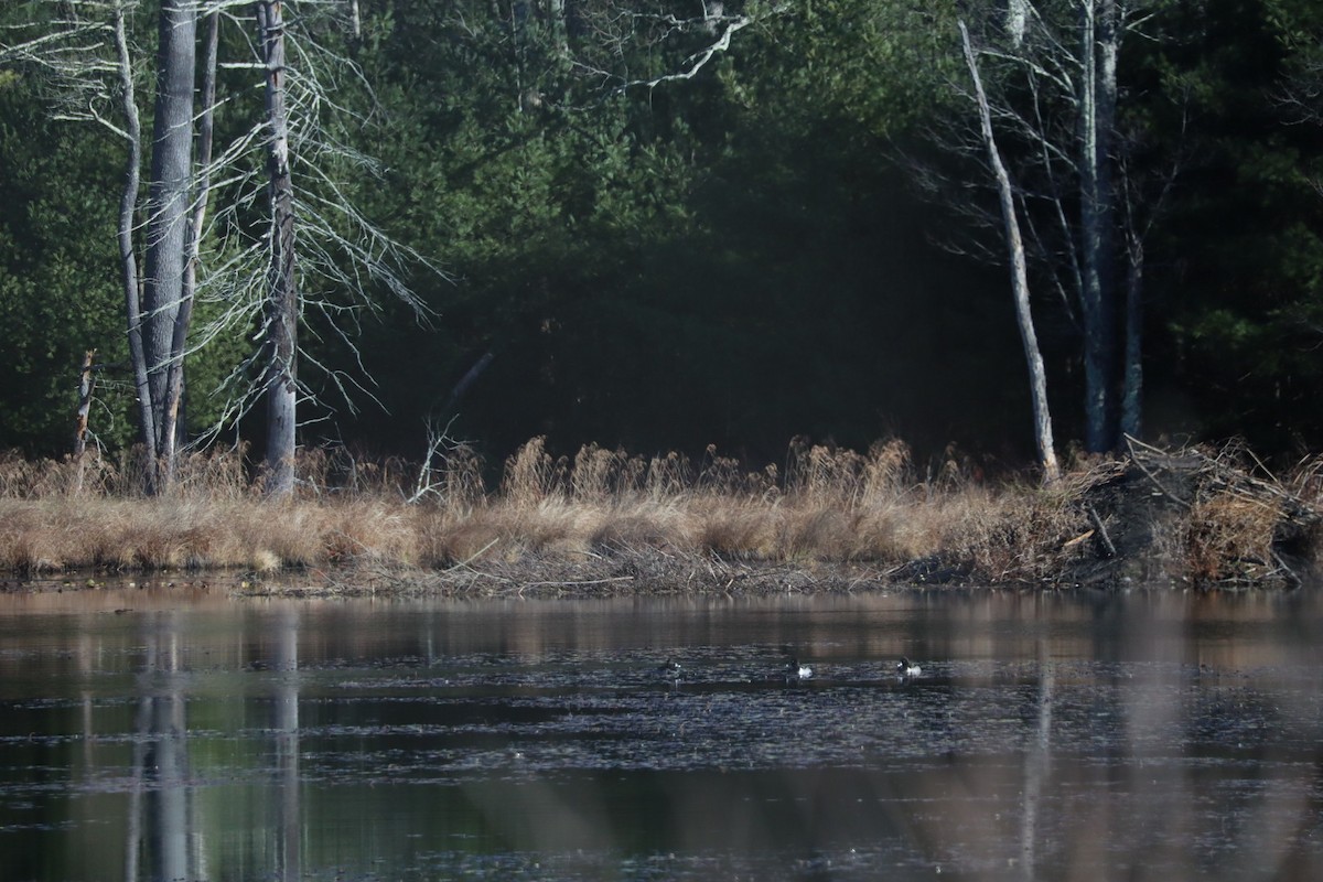 Ring-necked Duck - ML645269645