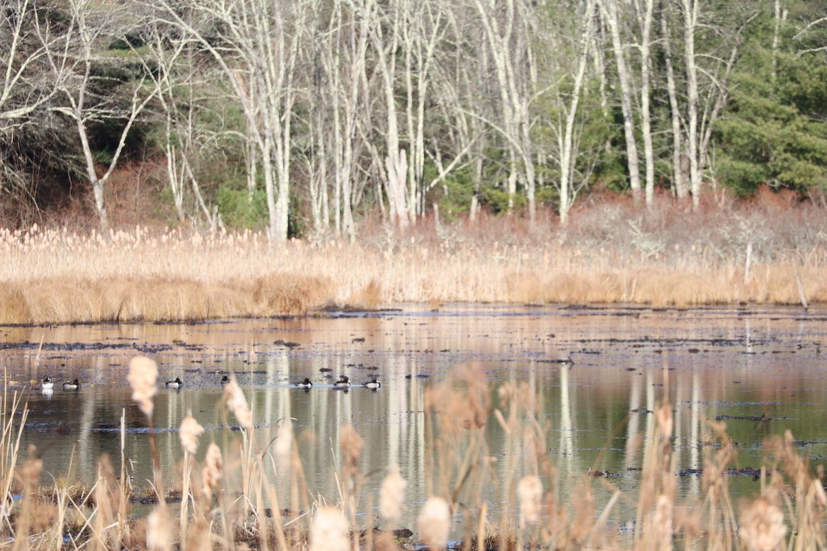 Ring-necked Duck - ML645269646