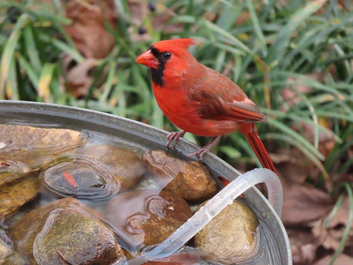 Northern Cardinal - ML645269651