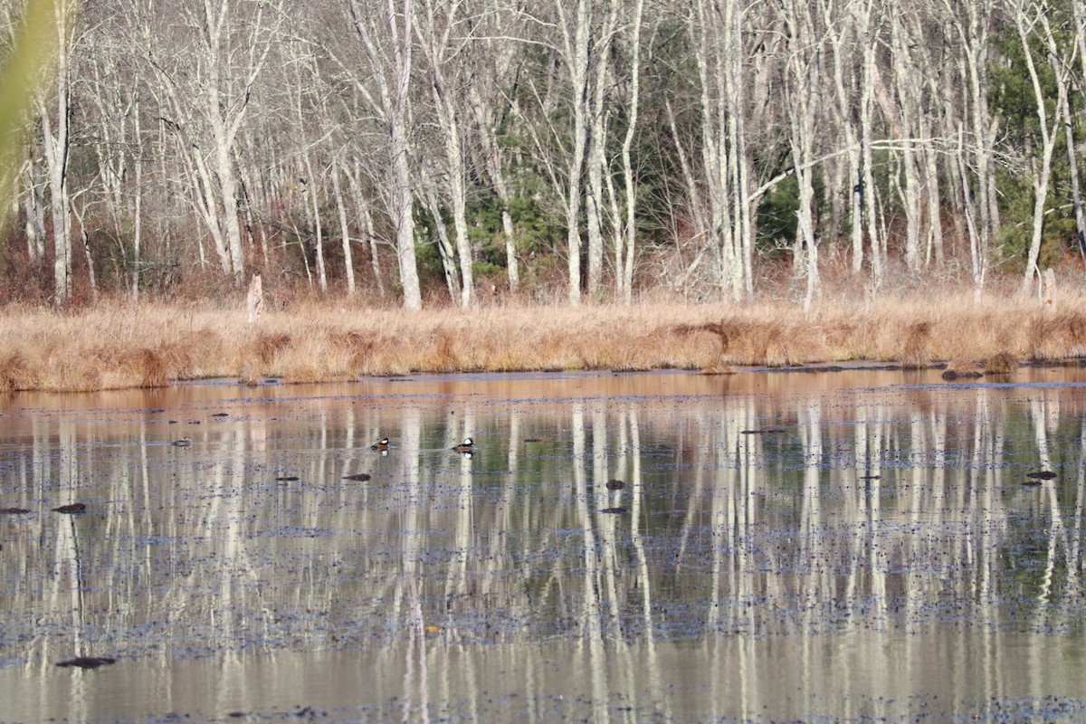 Hooded Merganser - ML645269653