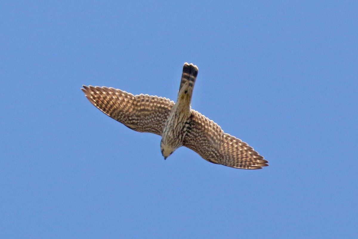 Merlin - ML645269654