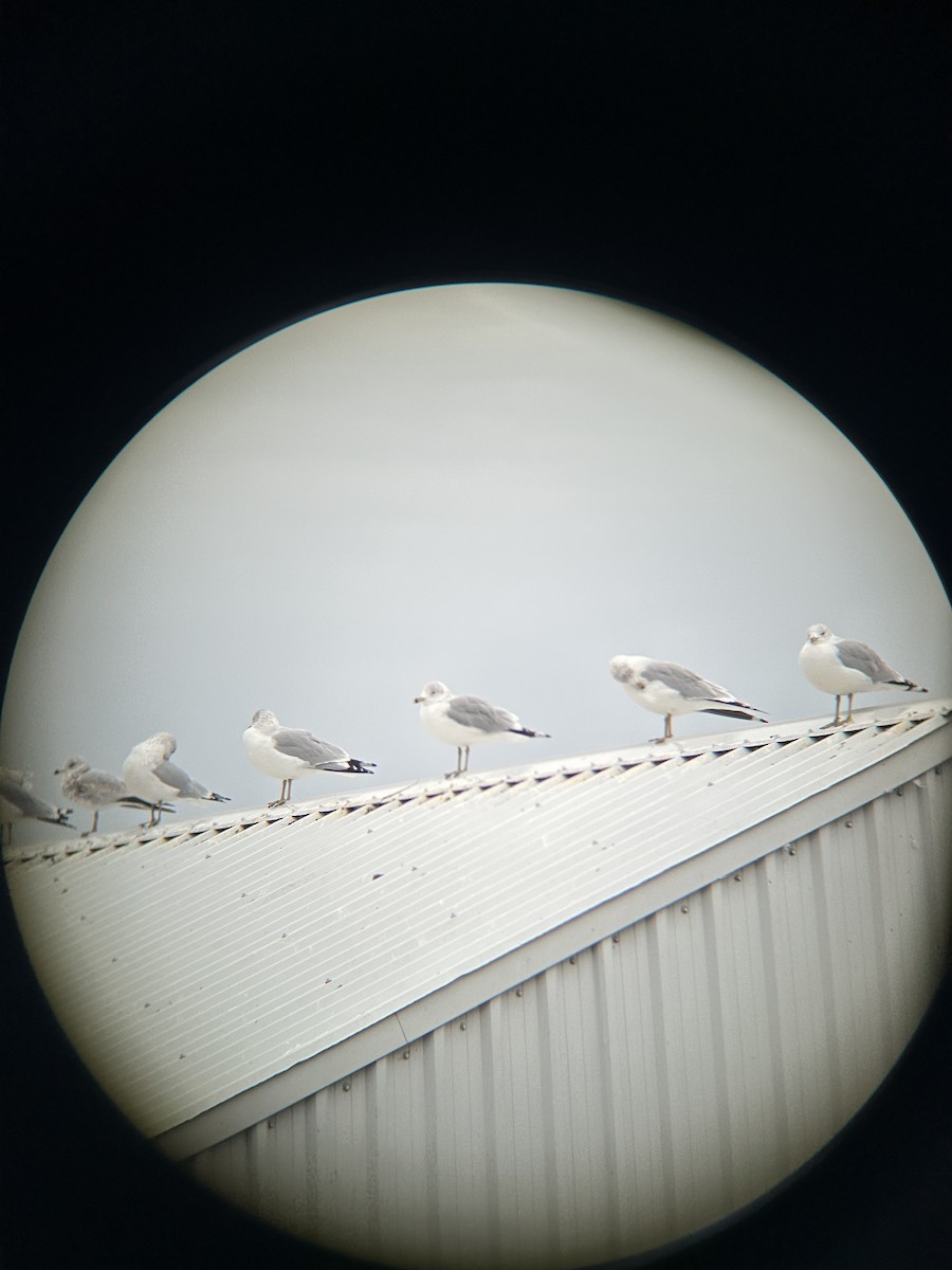 Ring-billed Gull - ML645269681