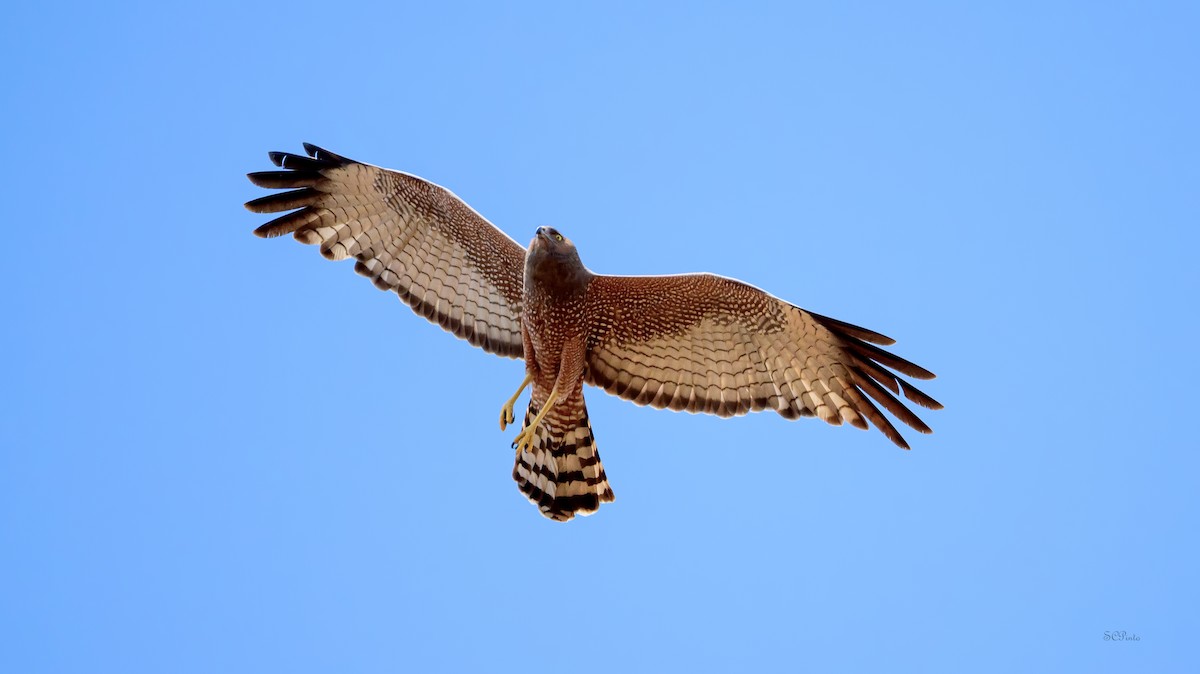 Spotted Harrier - ML645269684