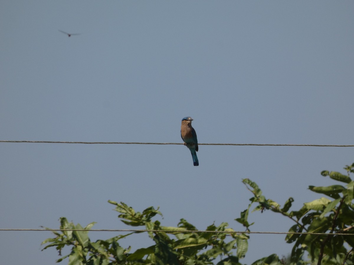 mandelík indický - ML645269686