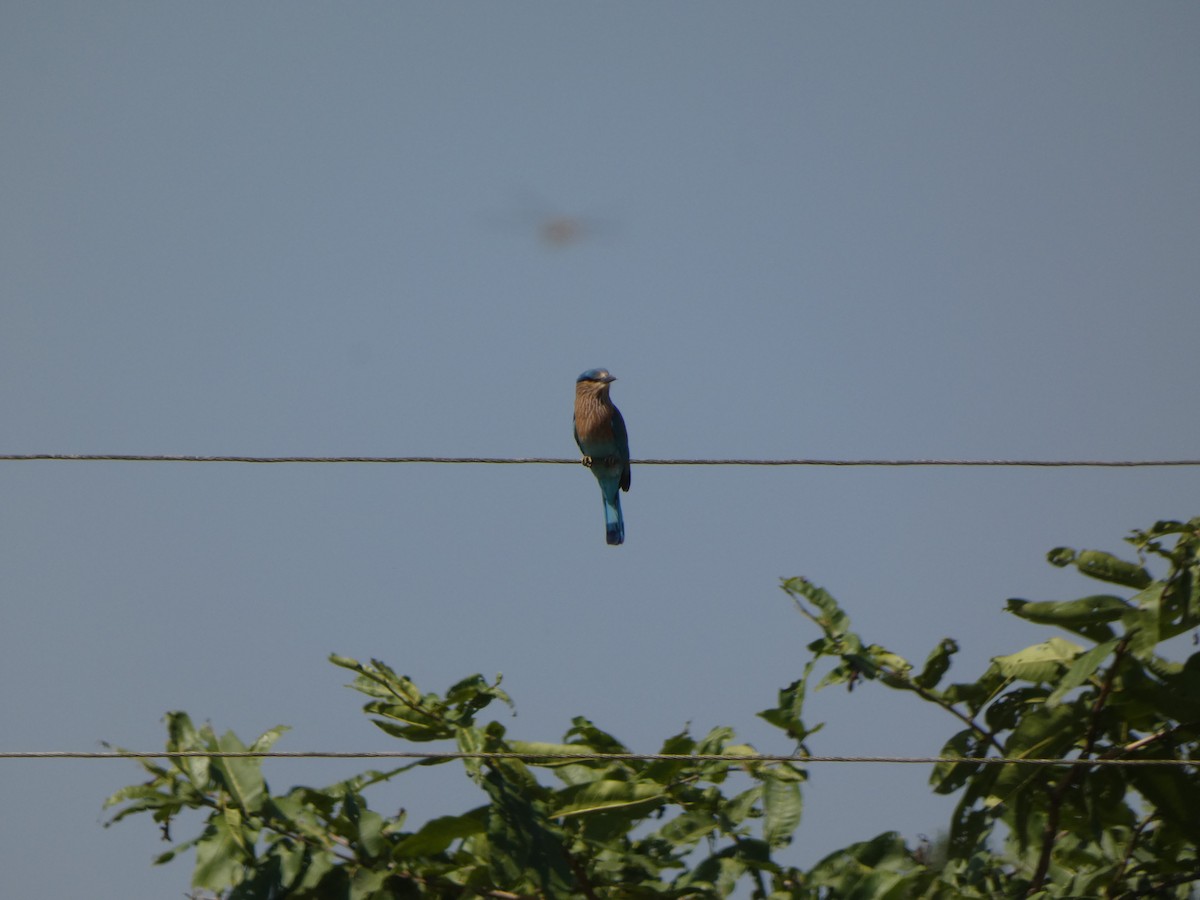 mandelík indický - ML645269687