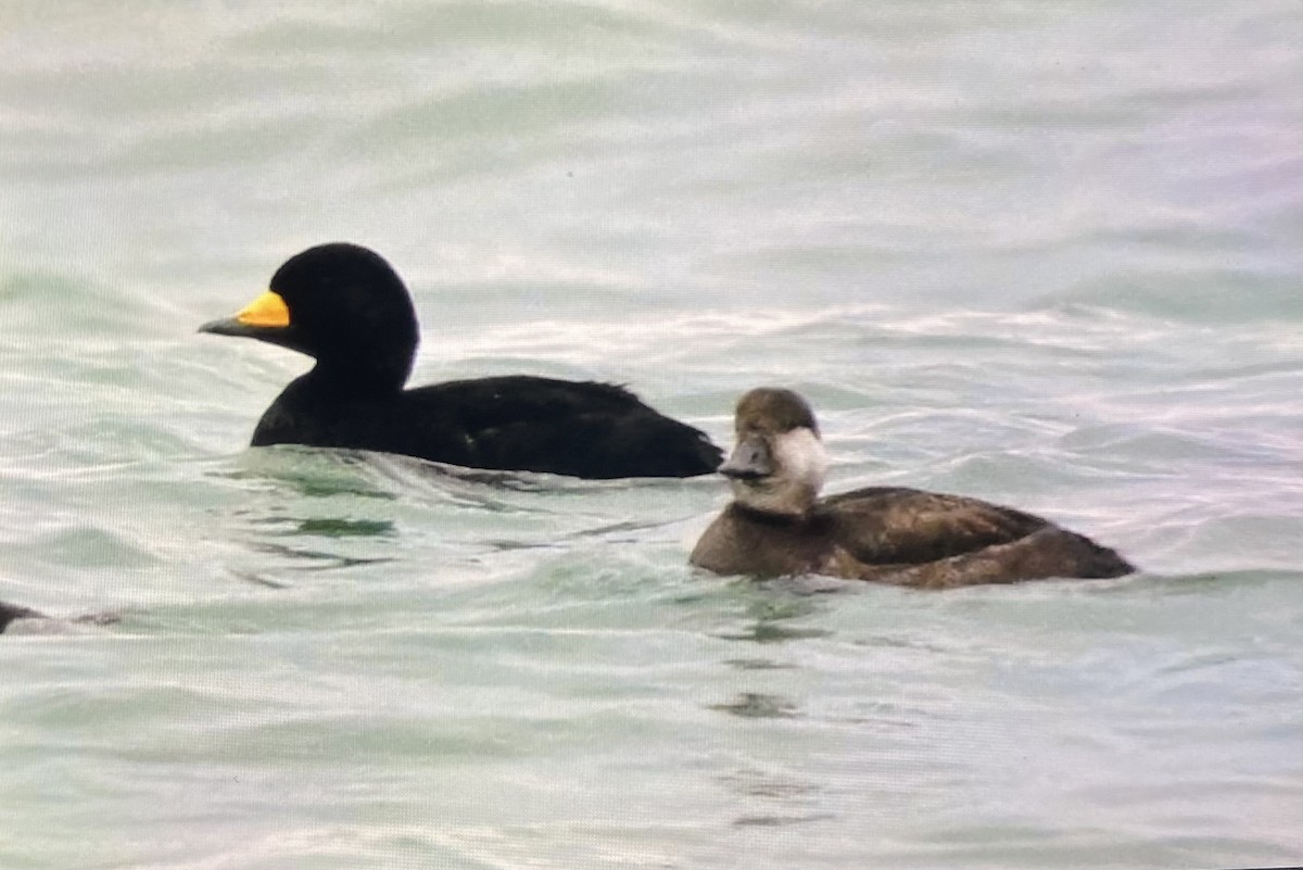 turpan žlutozobý - ML645269691