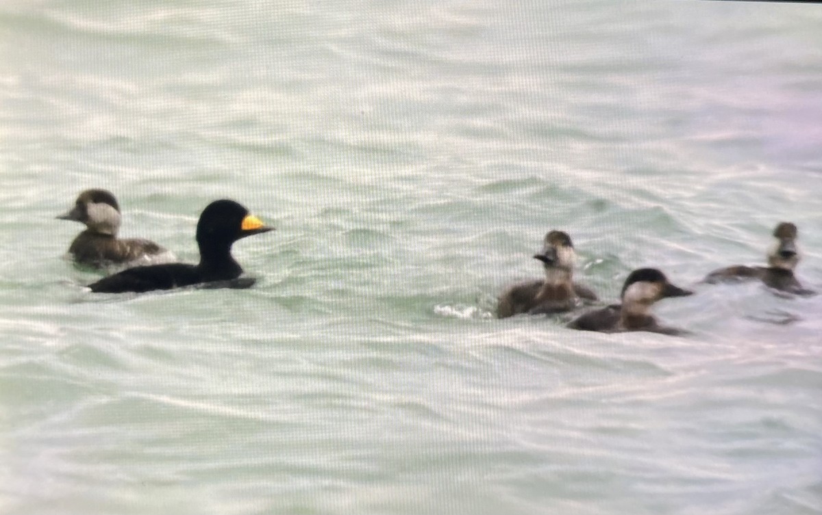 turpan žlutozobý - ML645269692