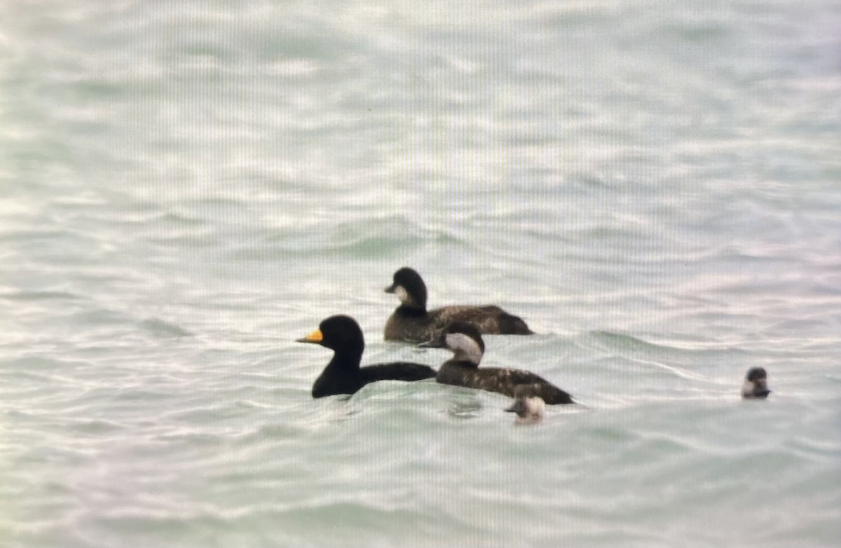 turpan žlutozobý - ML645269693