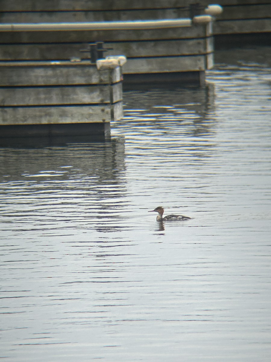 Red-breasted Merganser - ML645269694