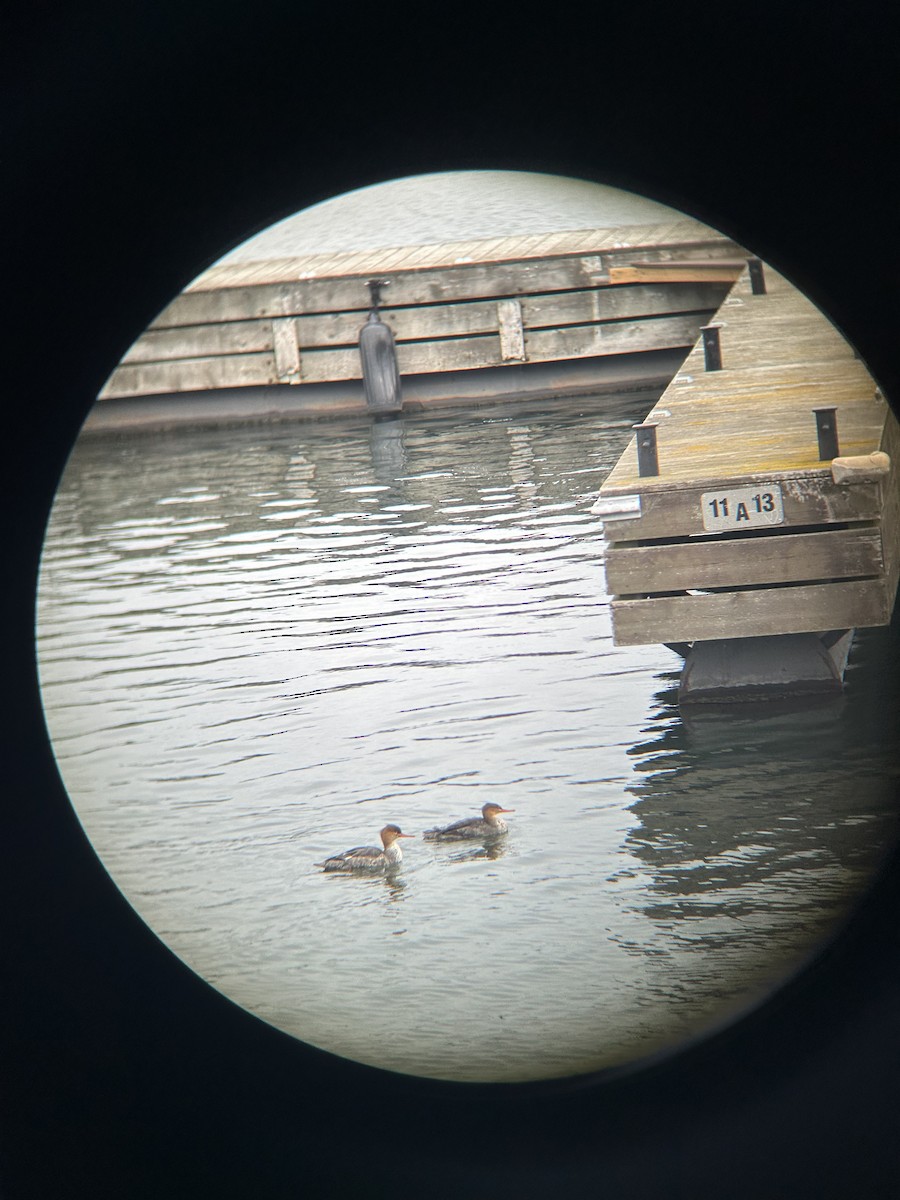 Red-breasted Merganser - ML645269695