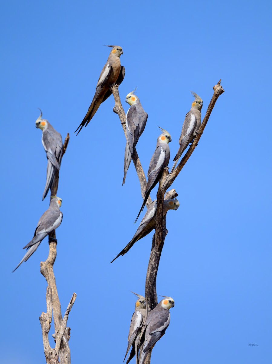 Cockatiel - ML645269698