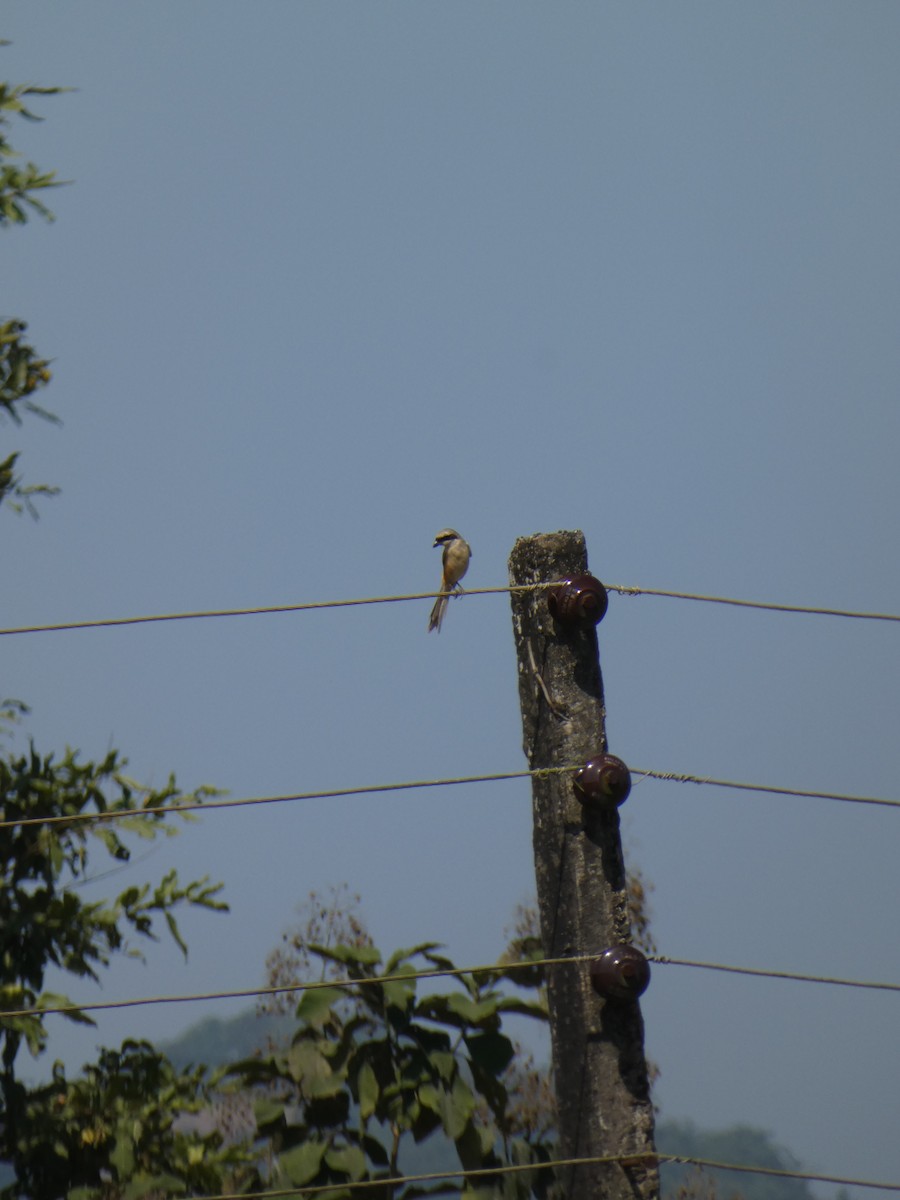 ťuhýk královský - ML645269708