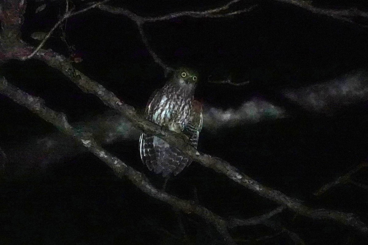 Timor Boobook - ML645269732