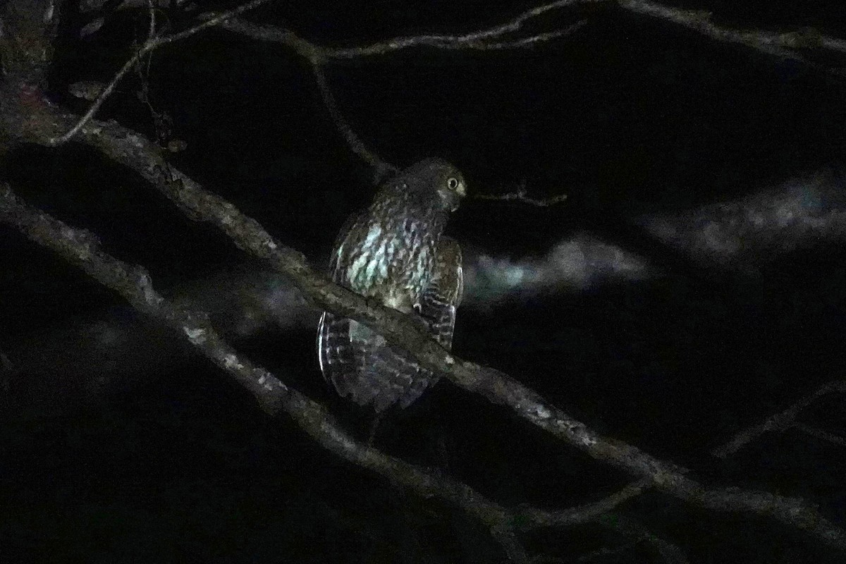 Timor Boobook - ML645269742