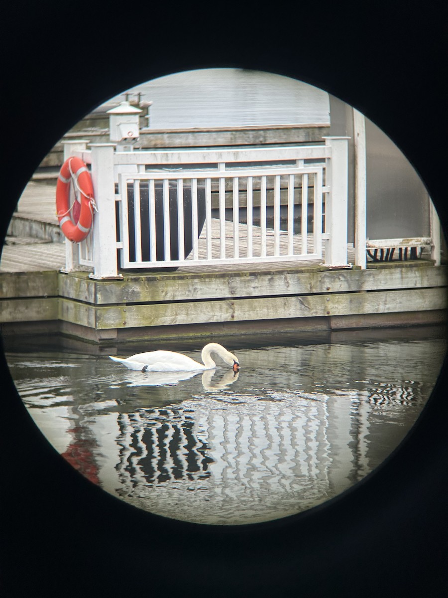 Mute Swan - ML645269743