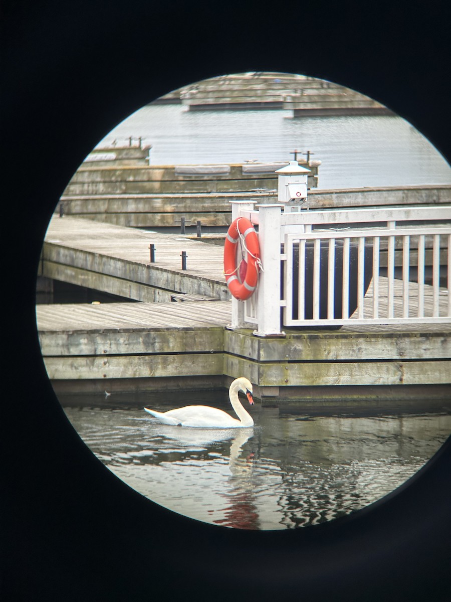 Mute Swan - ML645269744