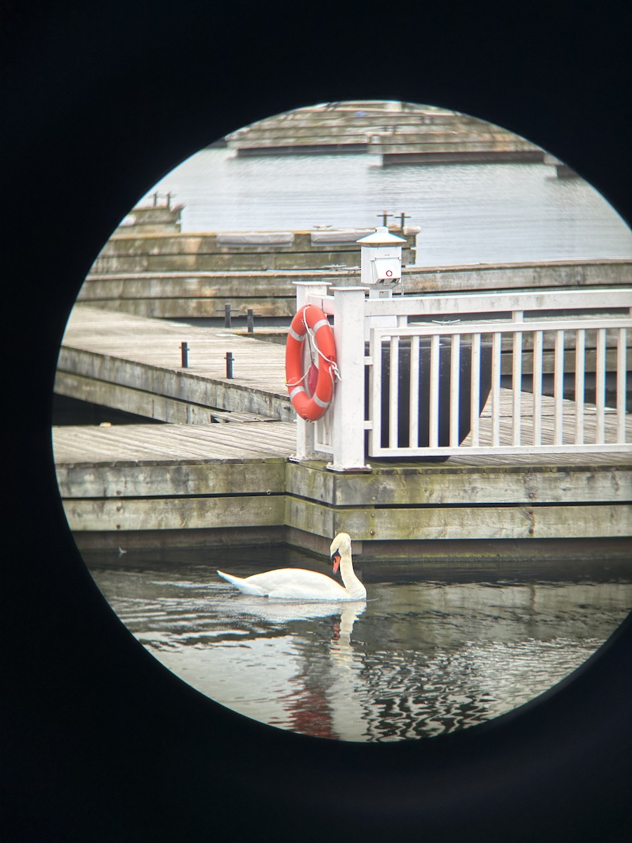Mute Swan - ML645269745
