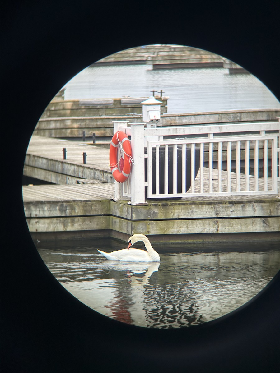 Mute Swan - ML645269746