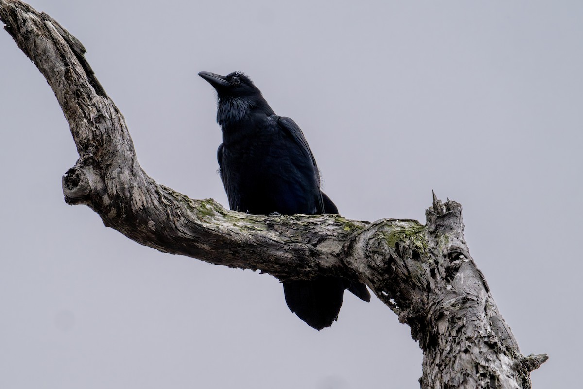 Common Raven - ML645269758