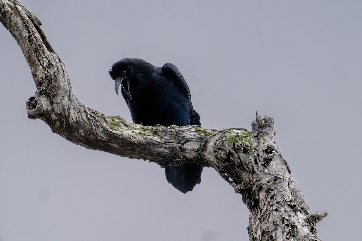 Common Raven - ML645269759