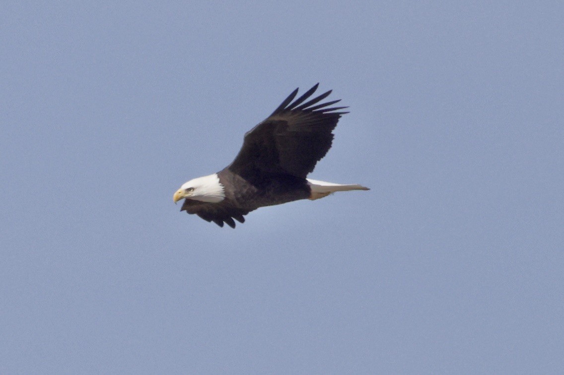 Bald Eagle - ML645269761