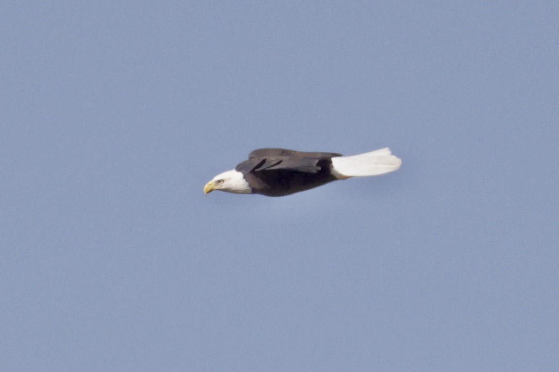 Bald Eagle - ML645269762