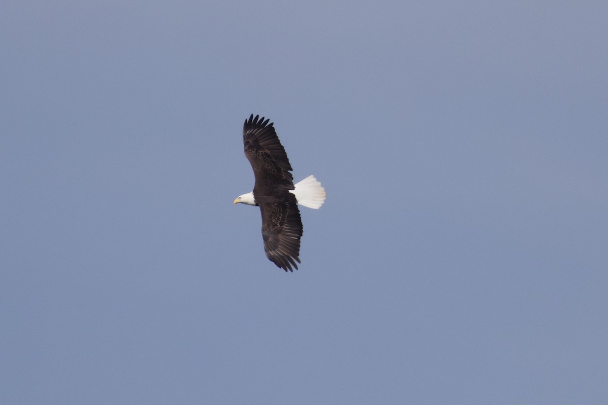 Bald Eagle - ML645269767