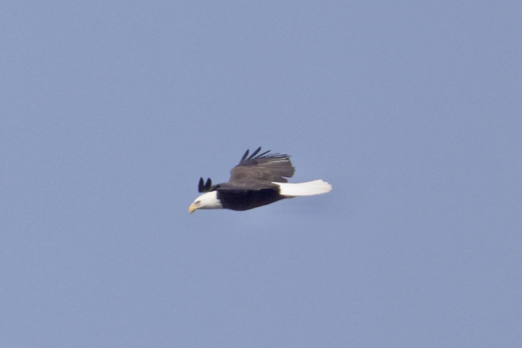 Bald Eagle - ML645269768