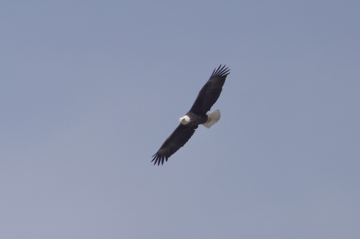 Bald Eagle - ML645269769