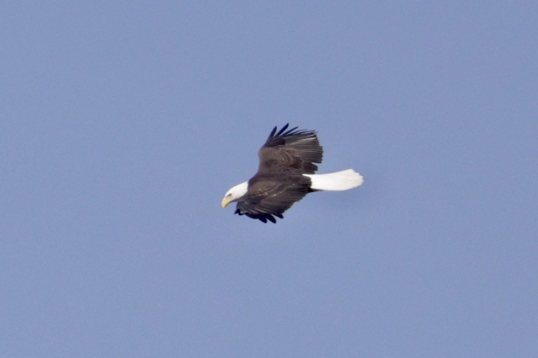 Bald Eagle - ML645269770