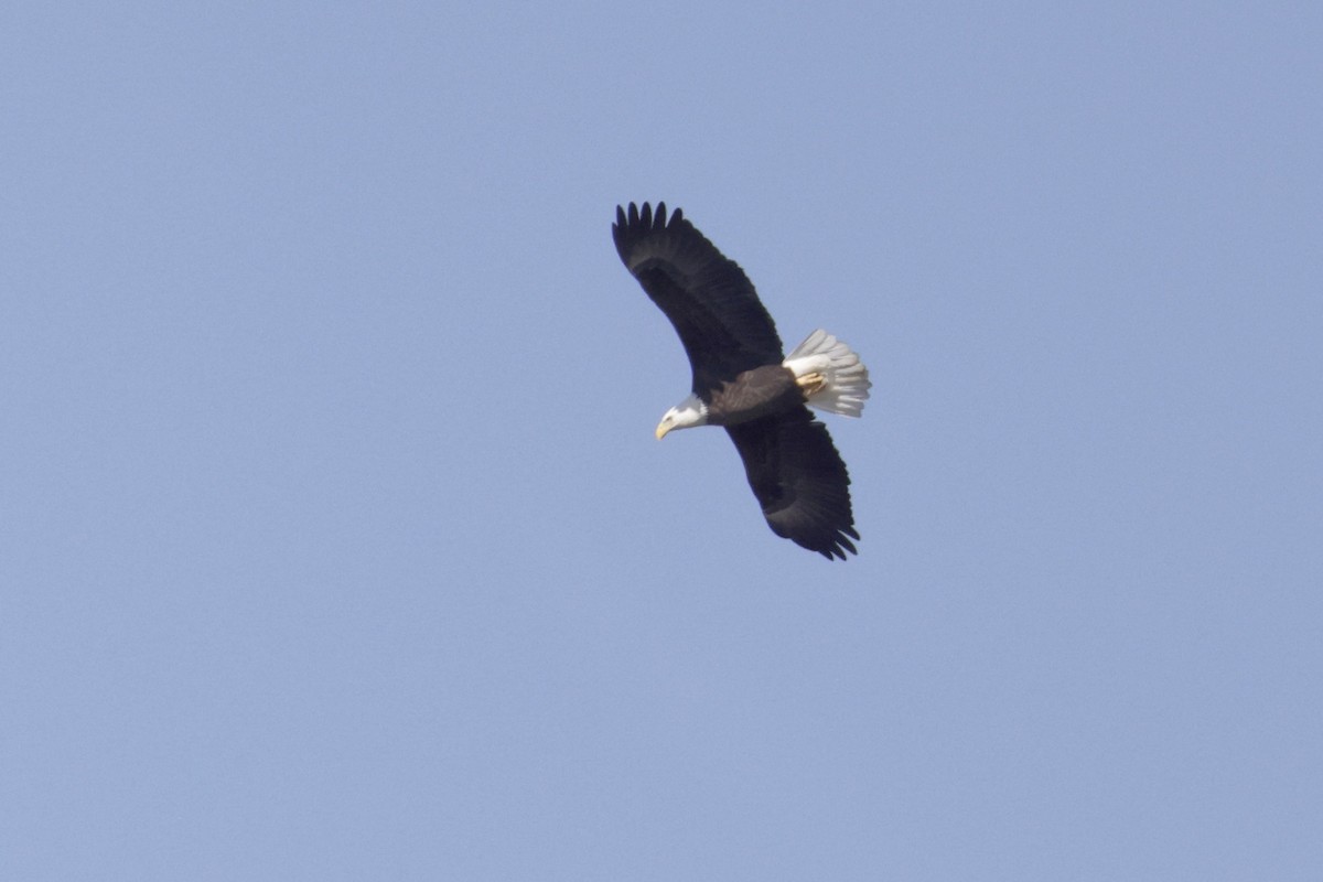 Bald Eagle - ML645269771